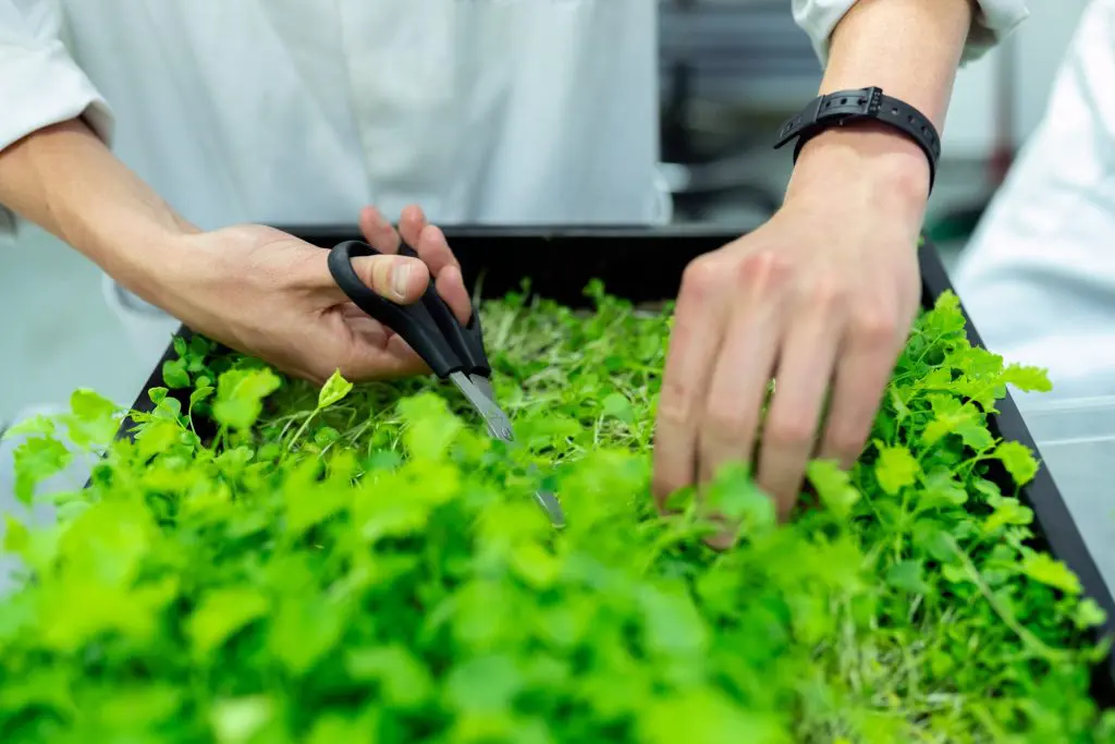 Easiest Herbs to Grow From Seed