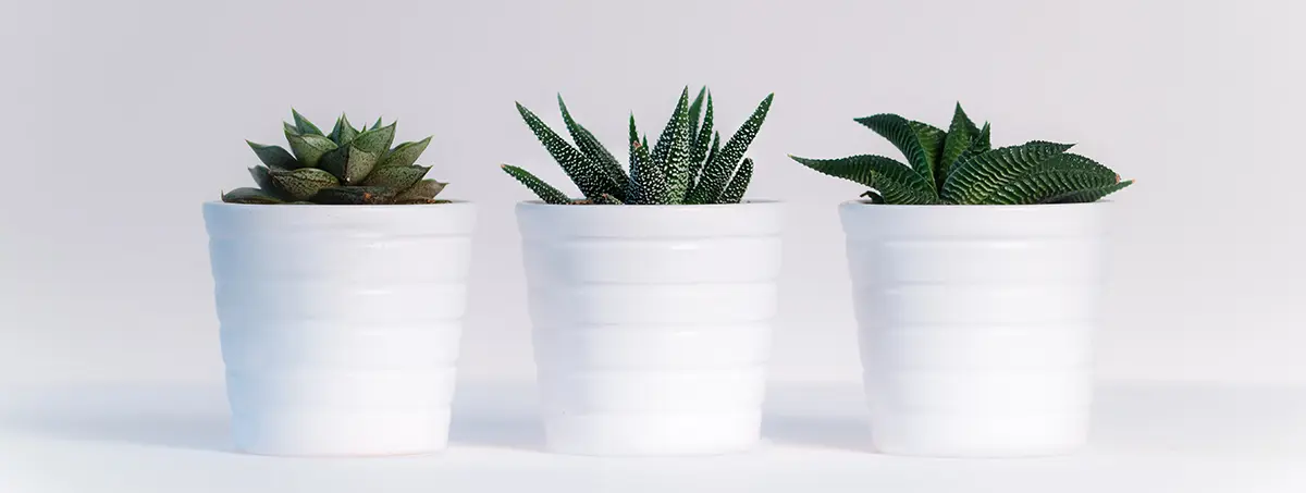 plants