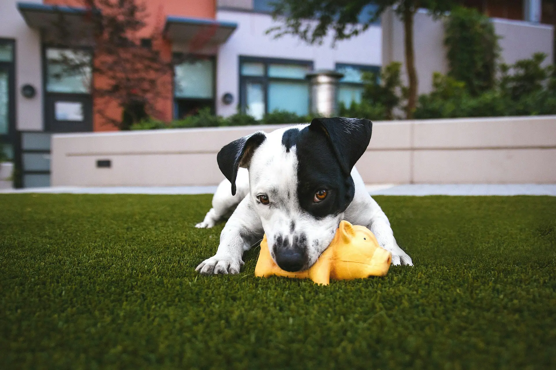 can pets improve mental health? a photo of a cute pup.