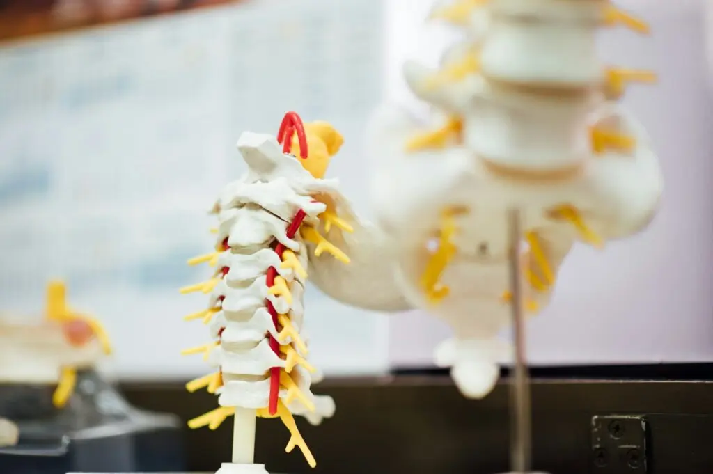 A big plastic replica of the human spine sits on a stand. The stand is presumably on a desk against a whiteboard.