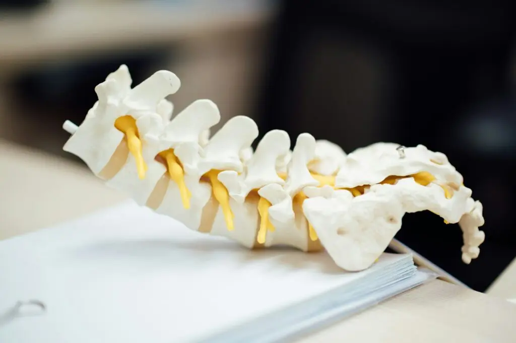 A plastic segment of the human spine and pelvis sits on top of a stack of white papers on a desk against a black background.