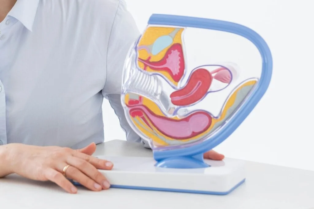 Model of the female reproductive tract