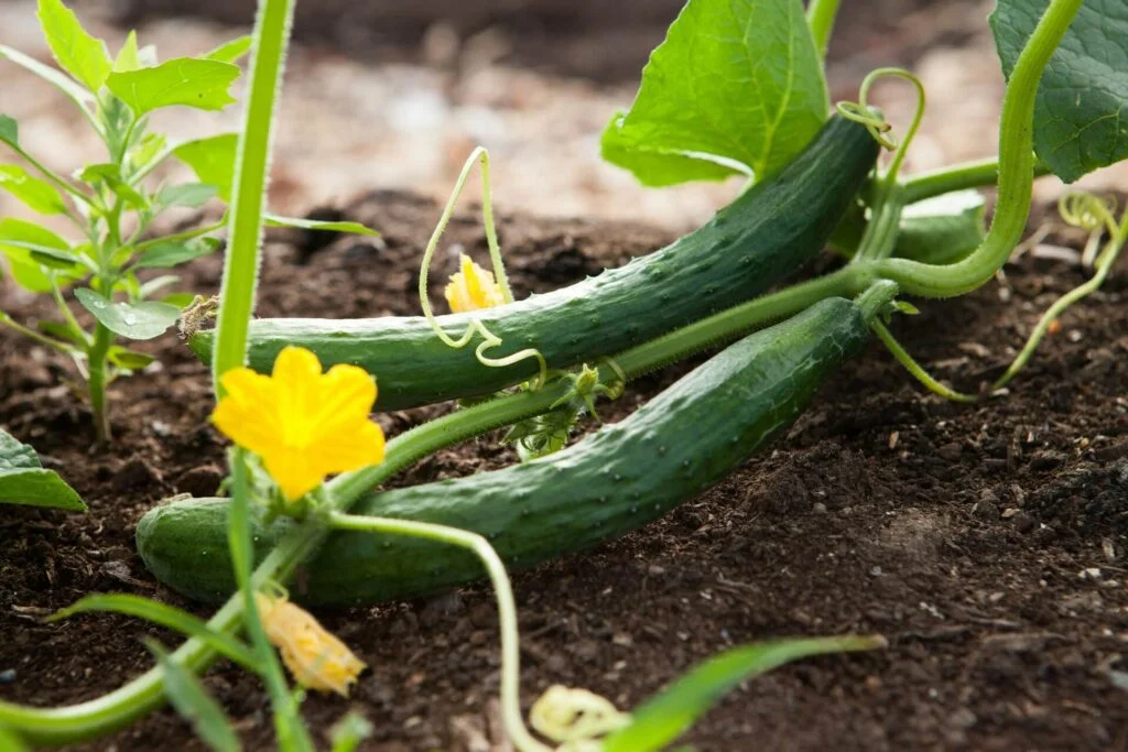 A vegetable garden growing cucumbers