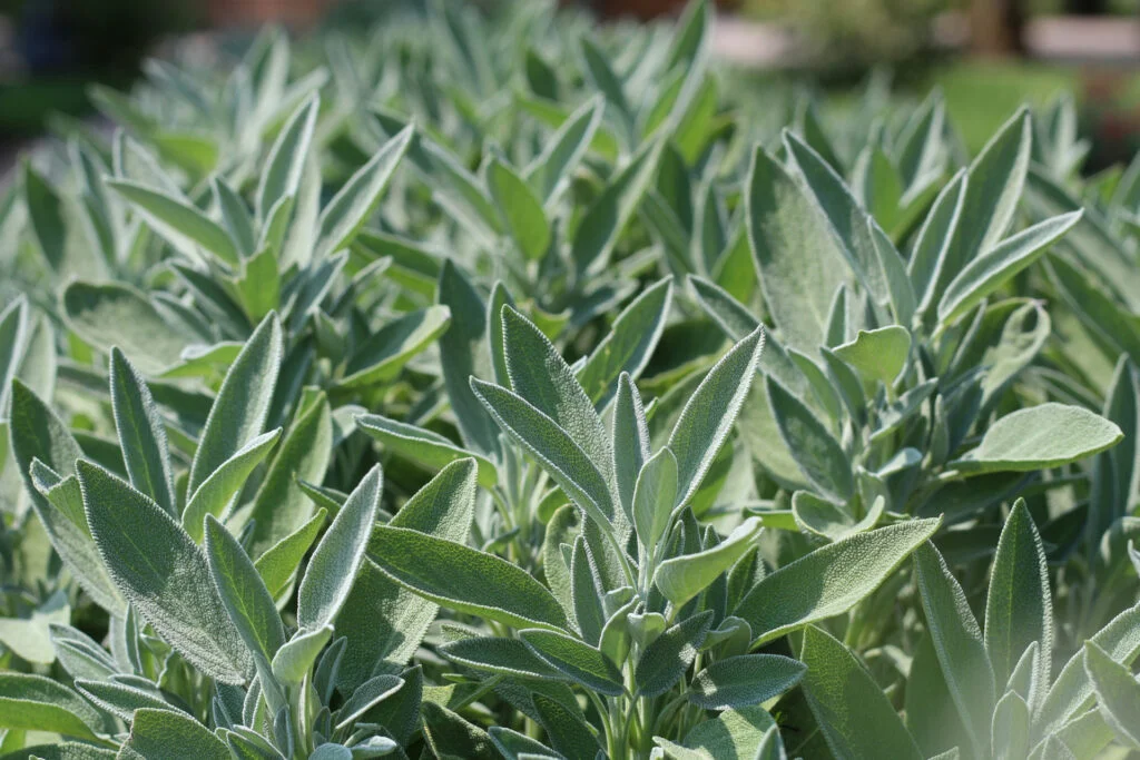 What is sage used for? It has many uses other than cooking.