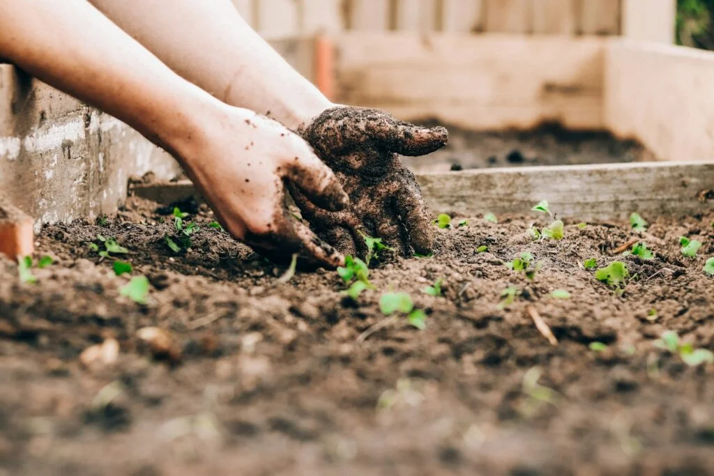 Hands covered in soil gently planting small green saplings in a garden bed contained by wood. It conveys a sense of nurturing and connection to nature.