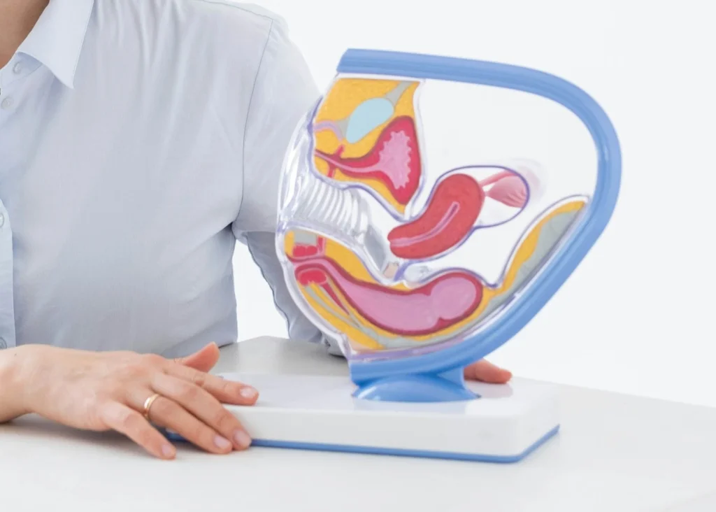 A person in a light blue shirt holds a colorful anatomical model of the human reproductive system on a stand. The setting is clinical and educational.