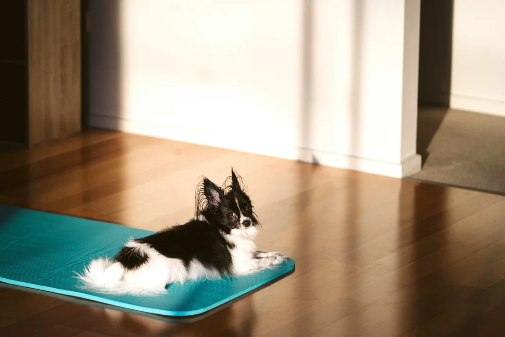 dog laying on mat