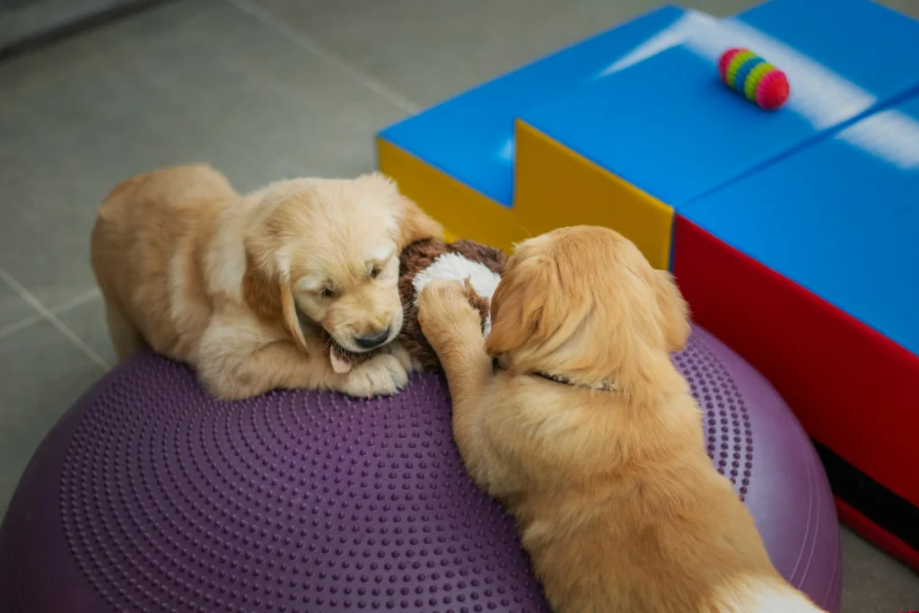 two puppies playing
