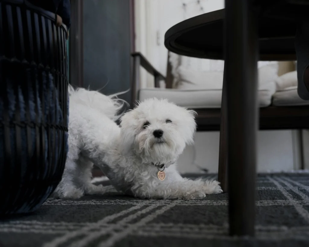 white dog stretching