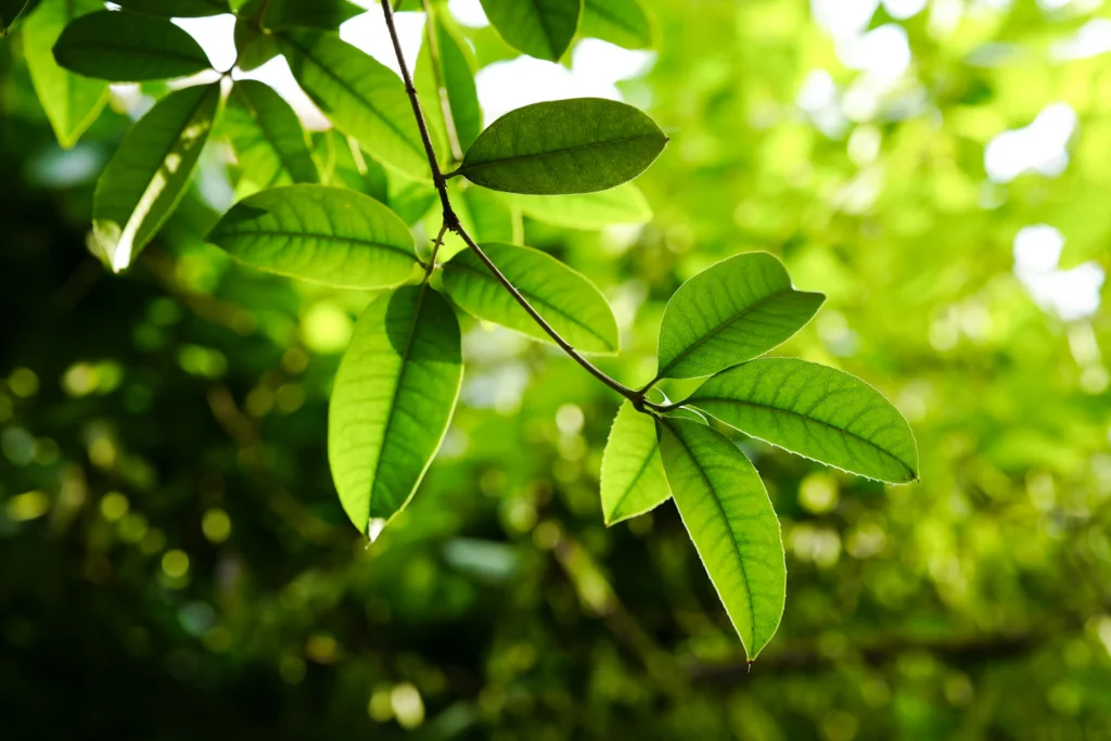 Close-up of vibrant green leaves on a branch against a sunny, blurred background. The lighting creates a serene, natural atmosphere.