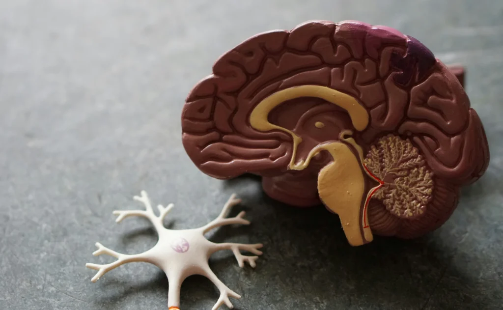 Neuroplasticity is your brain's ability to change.