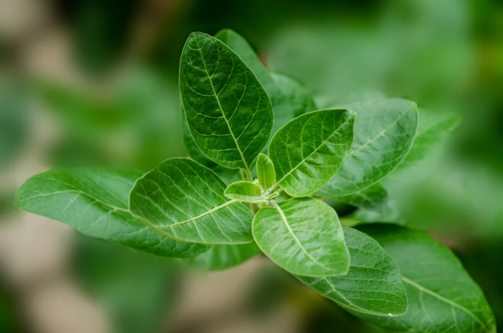 Ashwagandha has many benefits for females, primarily related to hormonal health.