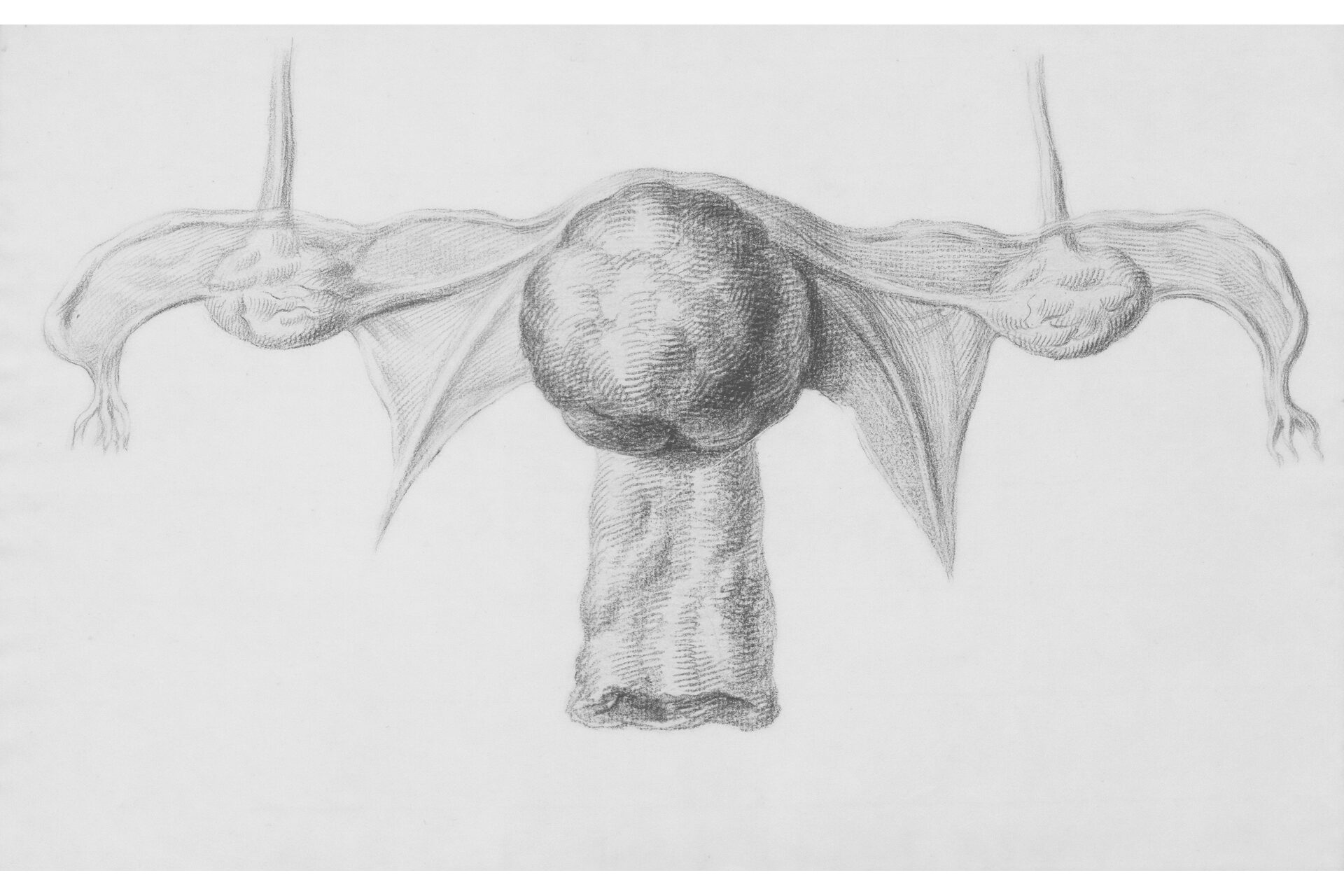 An image of ovaries