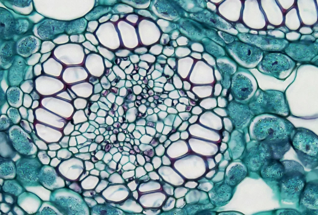 Plant stem cells are commonly found in many anti-aging products.