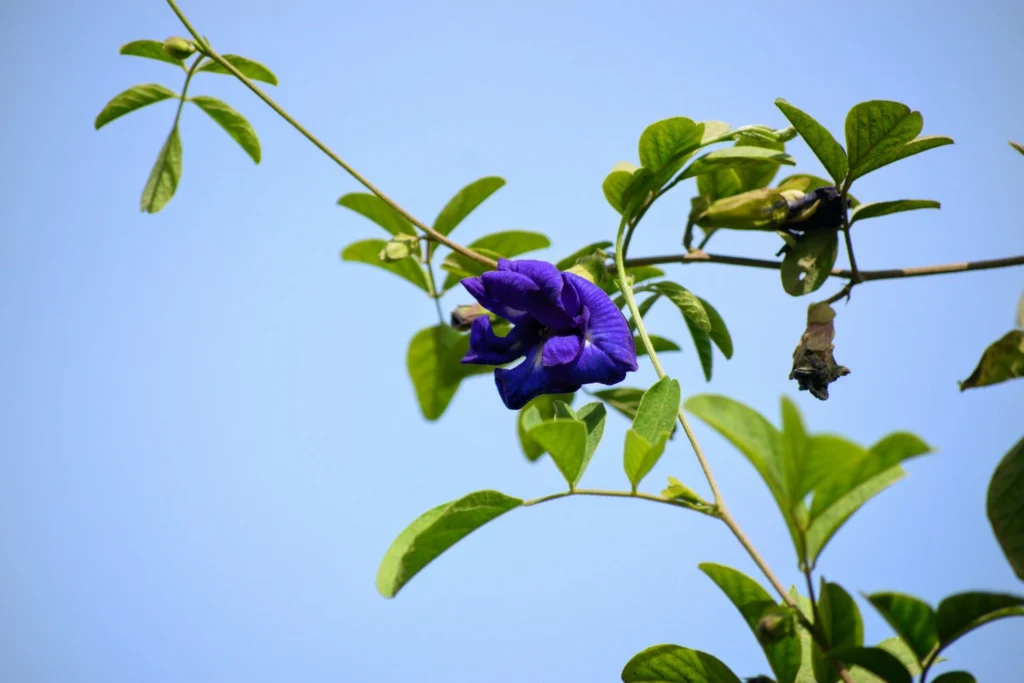 Single purple butterfly pea flower blooming on a green vine