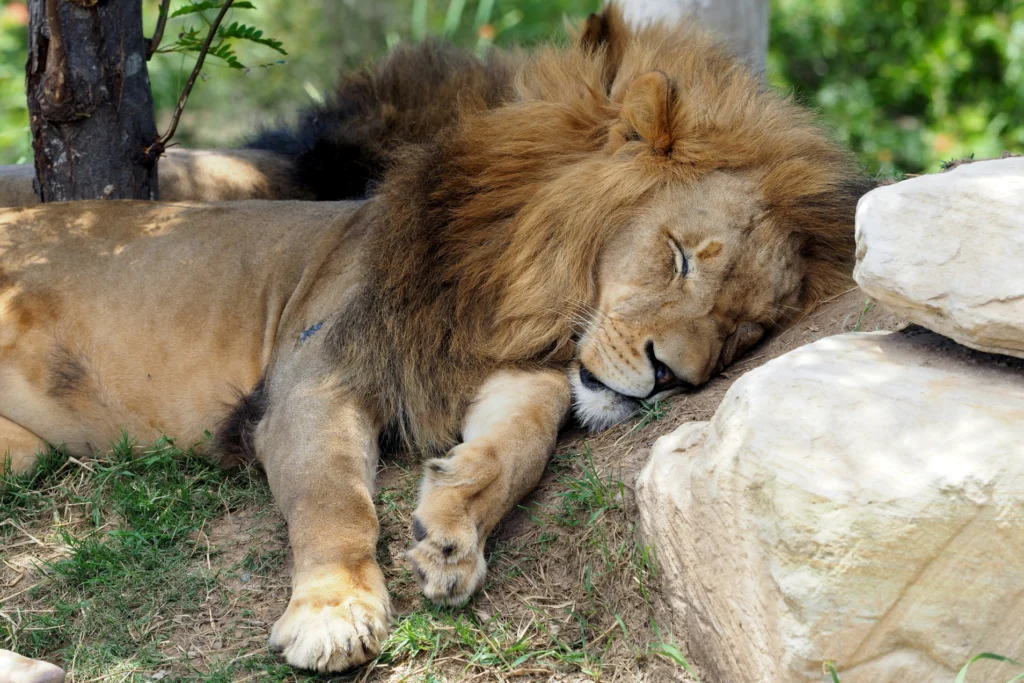 The Lion chronotype is a typical early riser but runs out of steam later in the day.