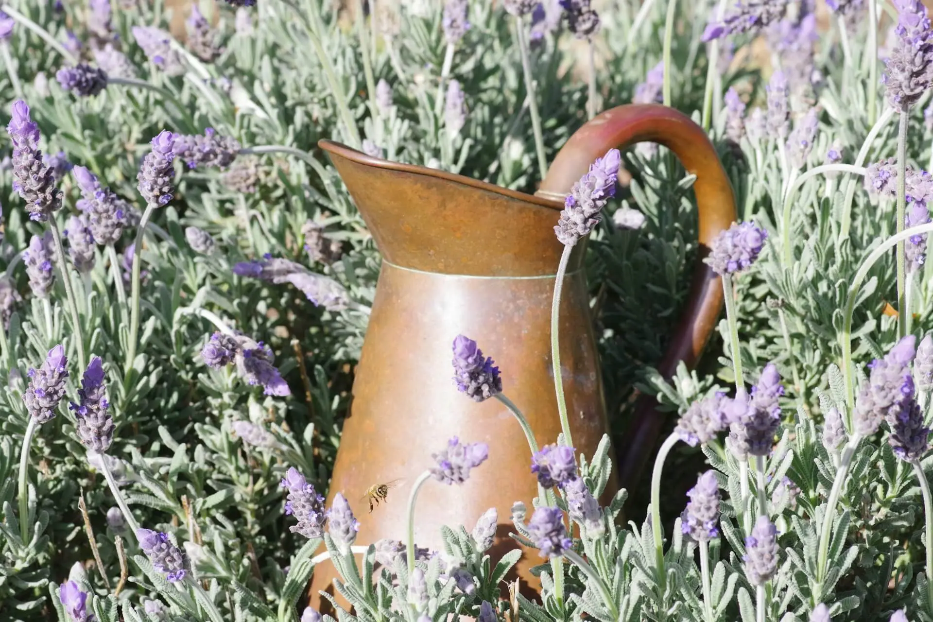 A metal jug surrounded by fresh lavender plants