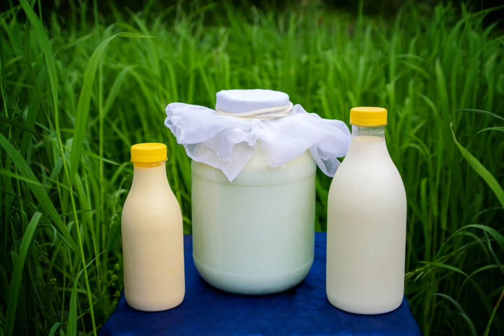 Bottles of milk, the base ingredient for homemade kefir