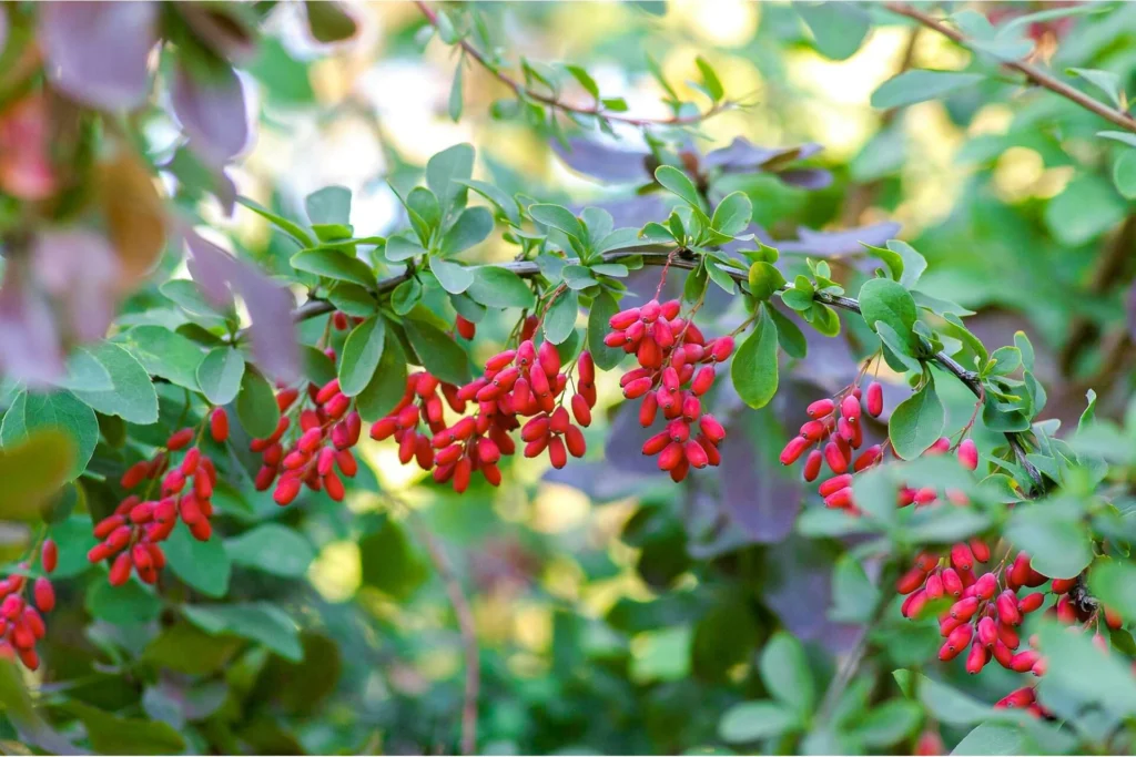 Barberry plant