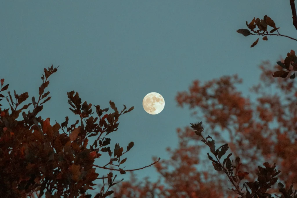 full moon surrounded by plants