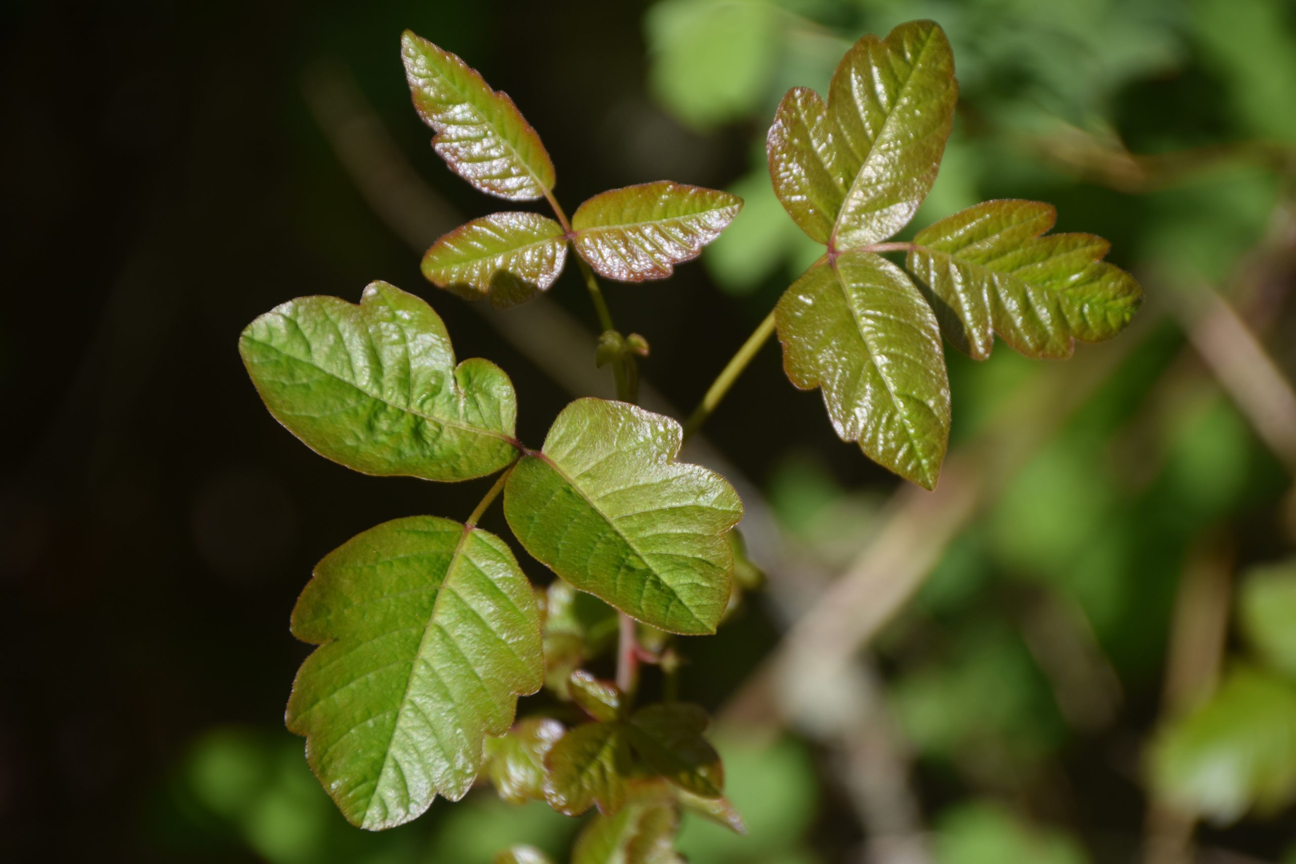 8 Natural Remedies for Poison Ivy
