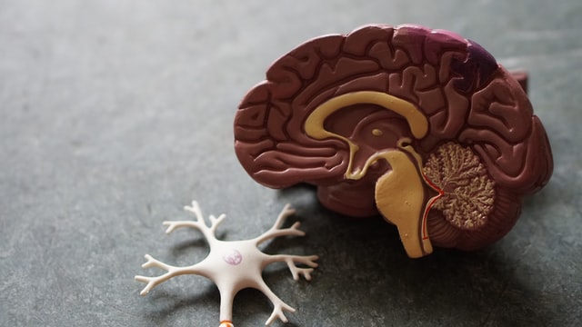 medical diagram mold of brain