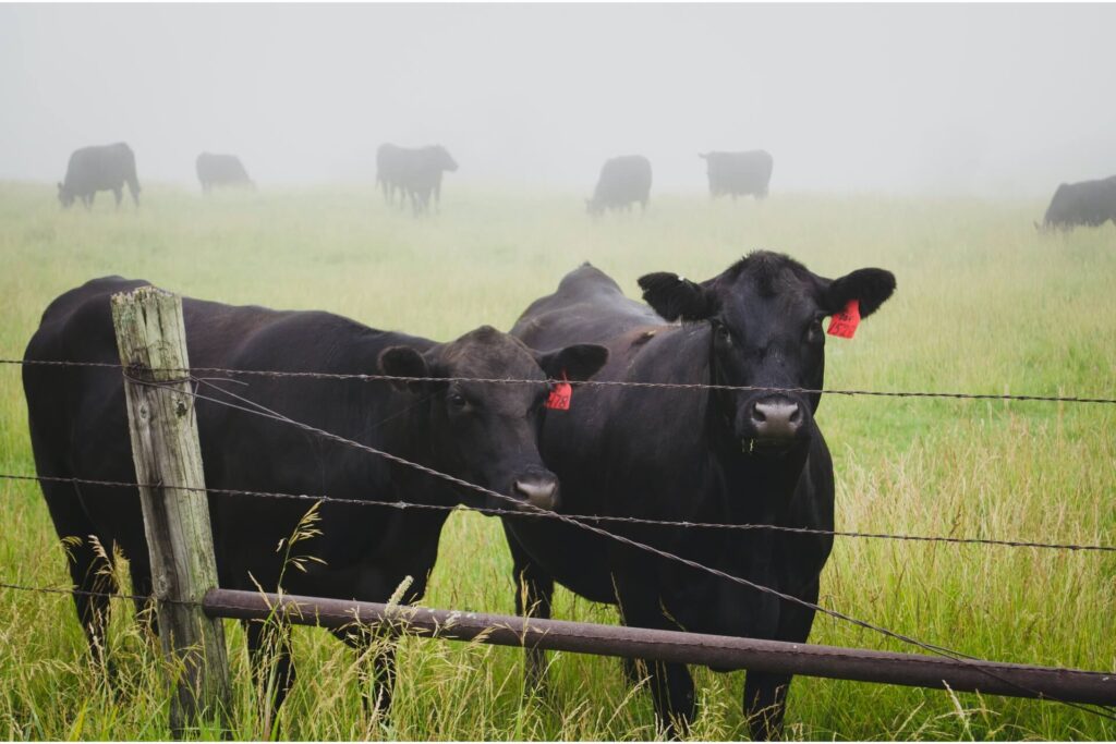 Black cattle on a farm with barbed wire.
