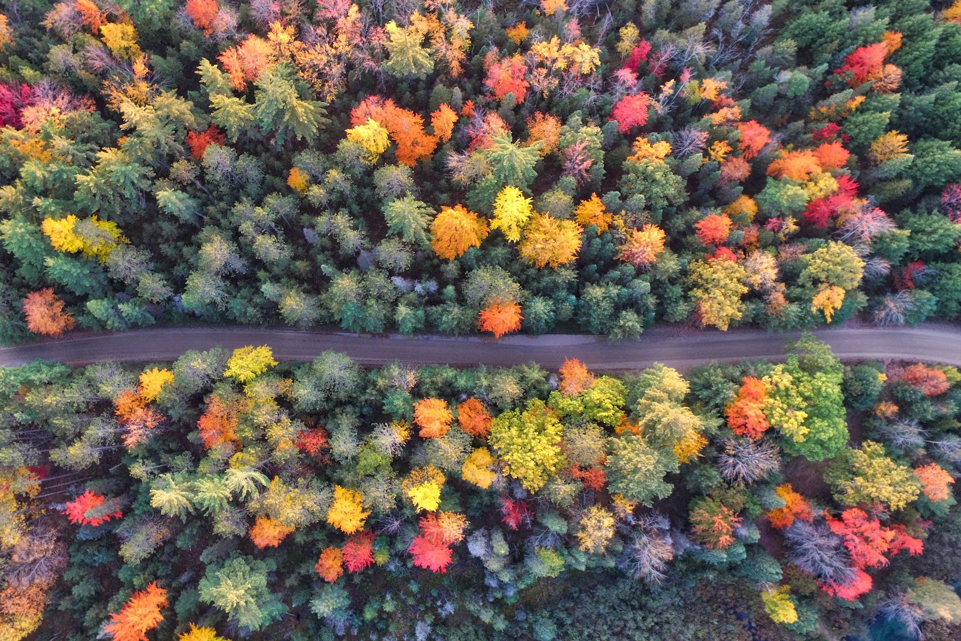 Fall Foliage Along Roadway