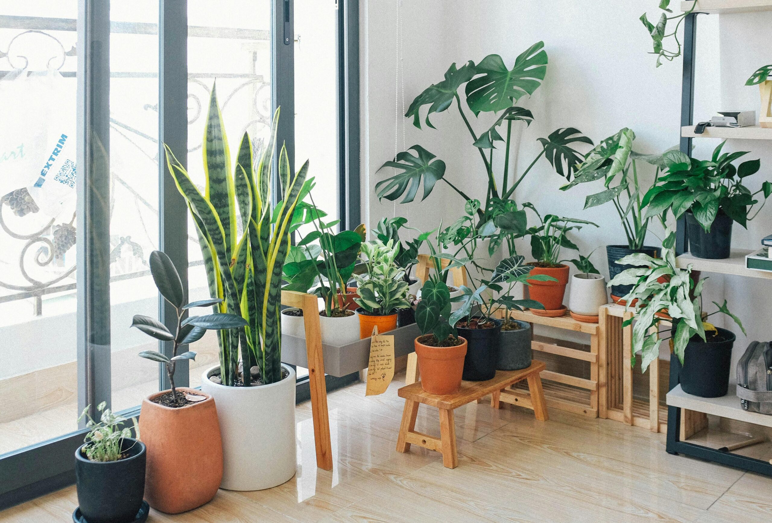 An array of plants indoors