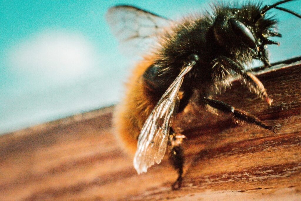 The bee's unique breathing could offer insight into how to hum for increased health.