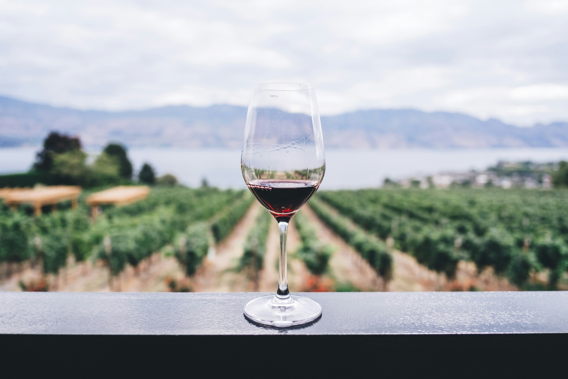 A glass of wine at a wine farm