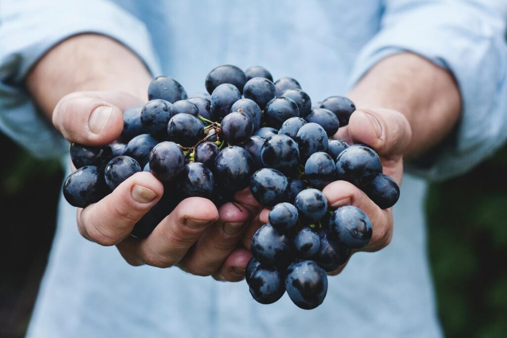 A person's hands holding a bunch of grapes