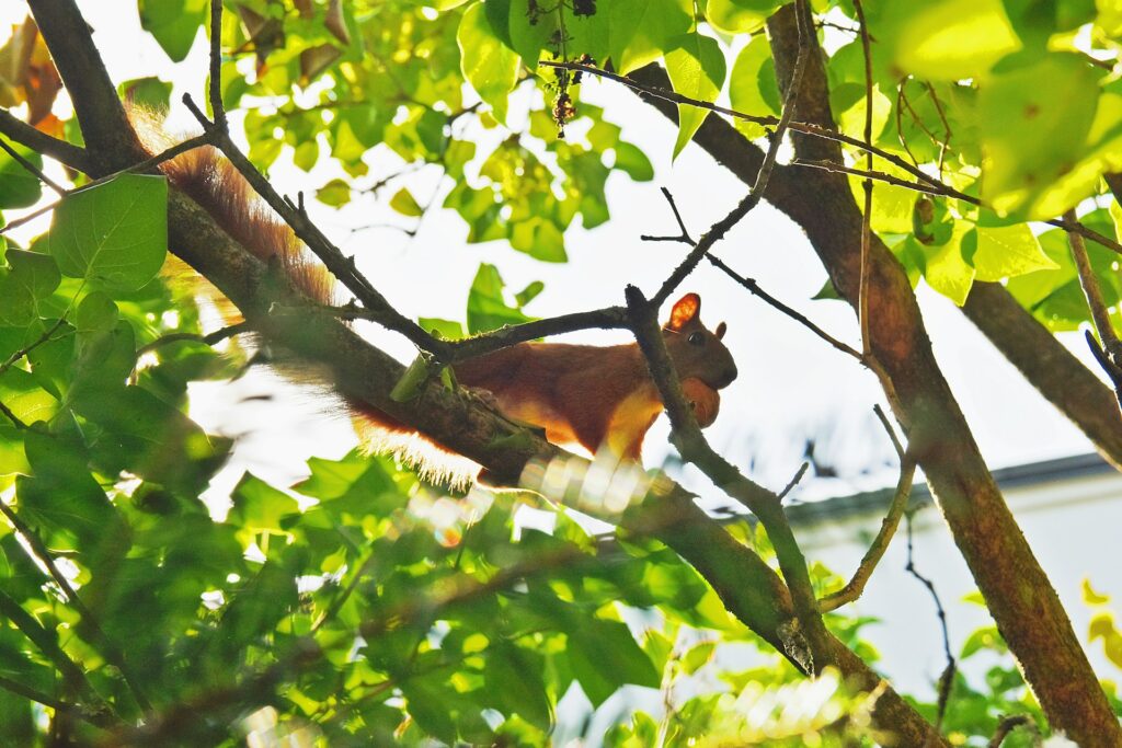 squirrel with pili nuts