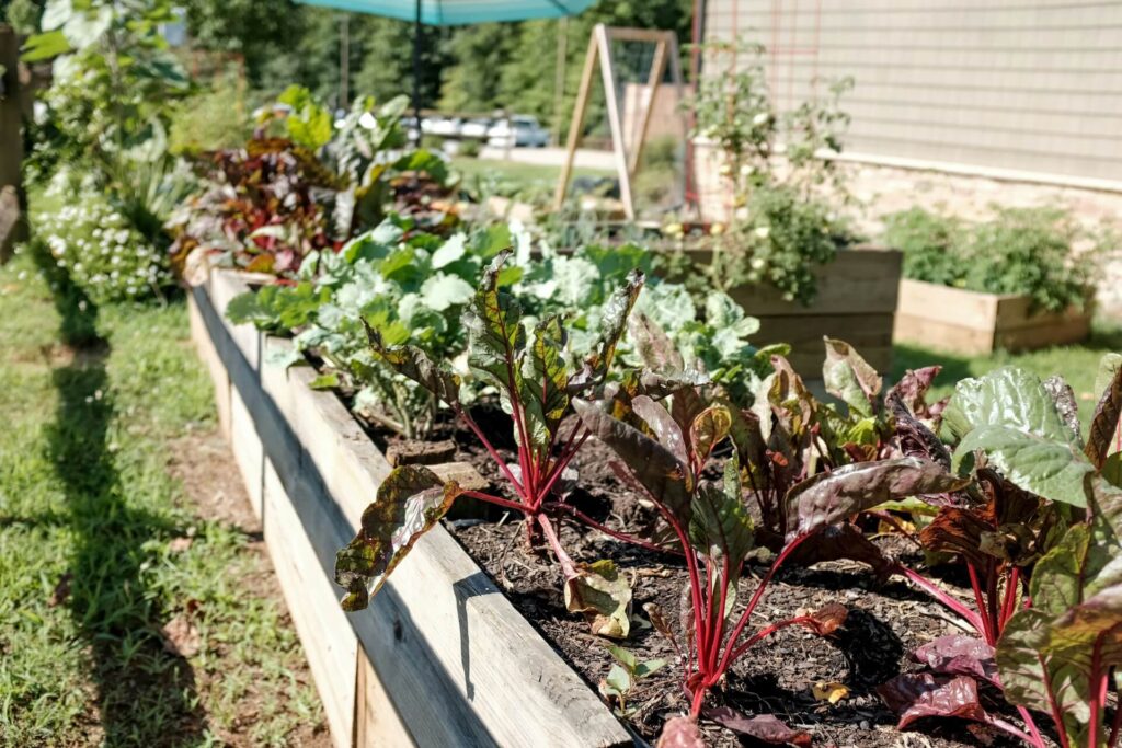 A vegetable garden growing spinach