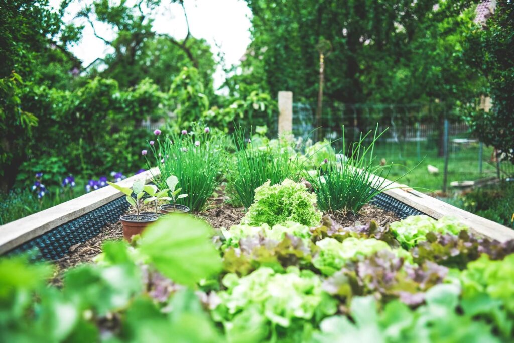 A well-manicured vegetable garden
