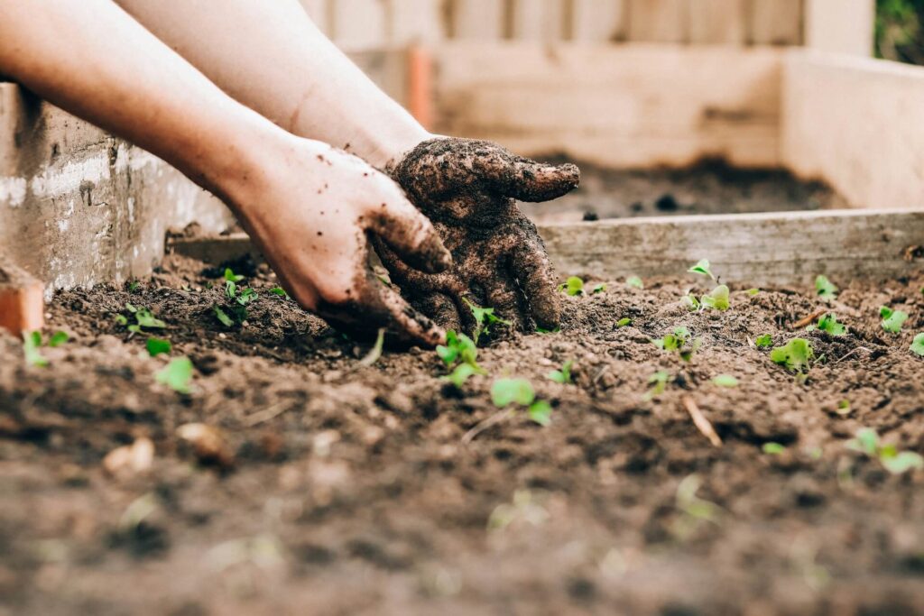 A person's hands planting vegetables in soil