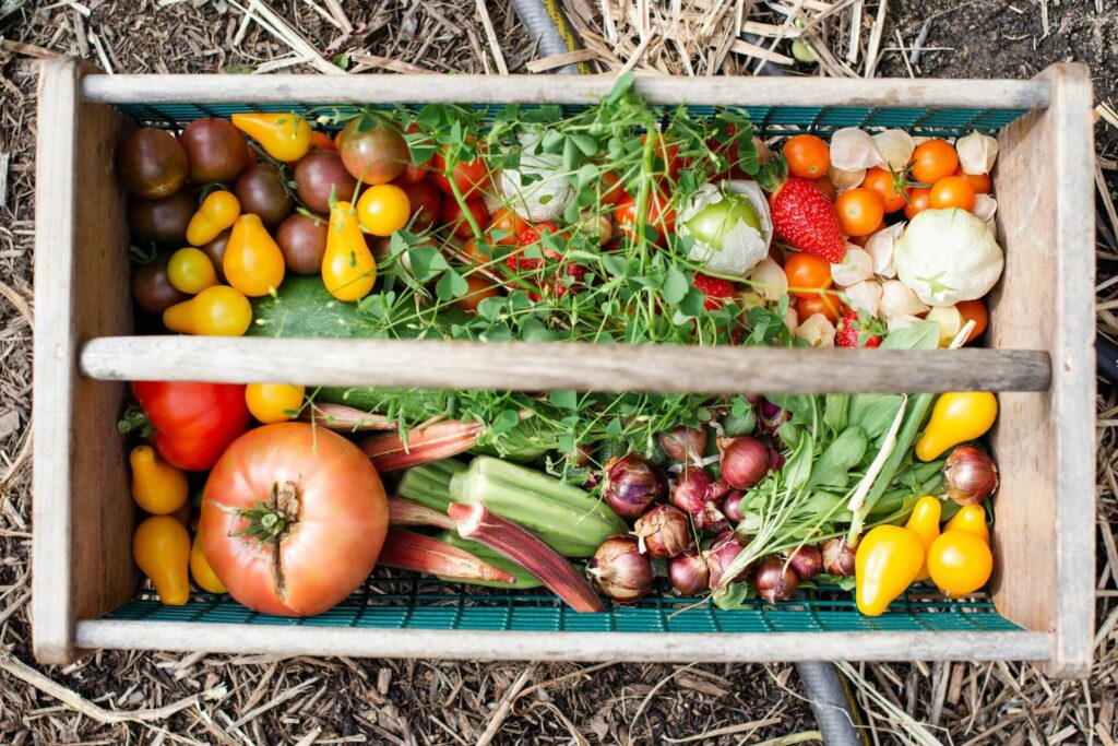 A basket filled with freshly harvested vegetables
