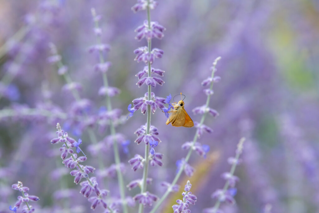 Planting sage will attract pollinators to your garden.
