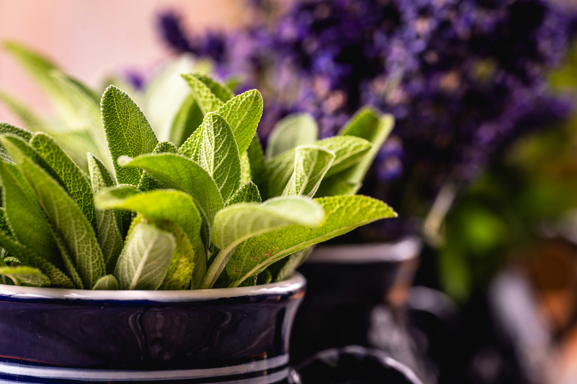 Discover the many and varied uses of sage.