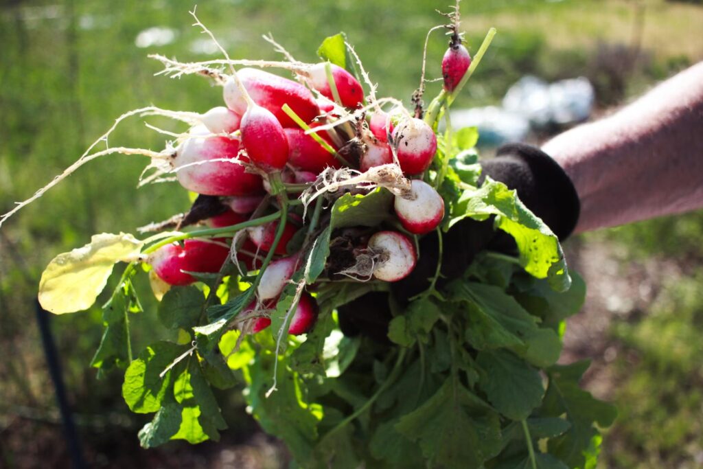 Arm holding a bunch of red and white vegetables