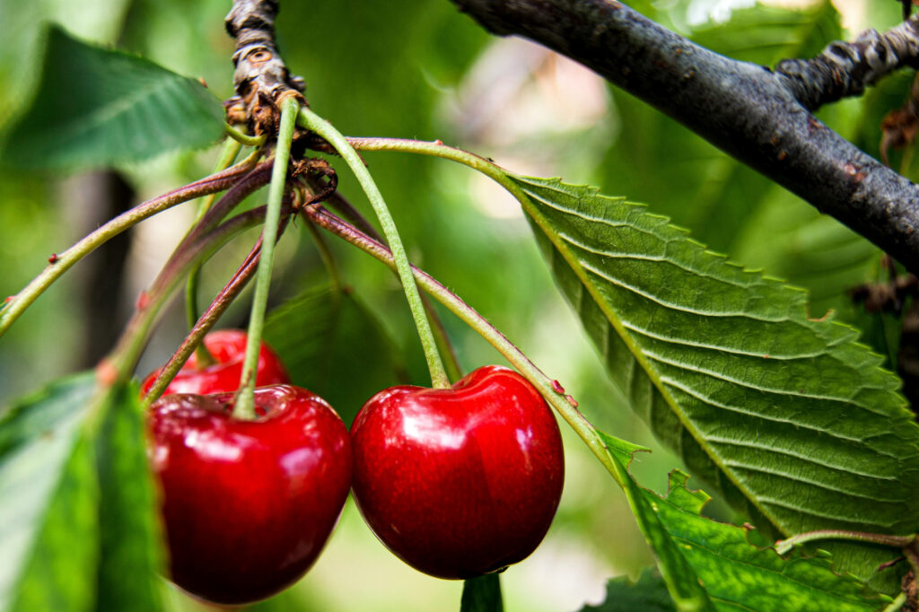 What can tart cherry juice help with?
