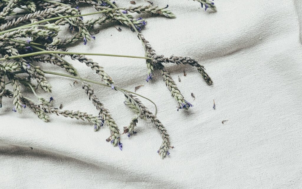 A cluster of lavender flowers is arranged on a white cloth, showcasing their light purple hues against the light cloth background.